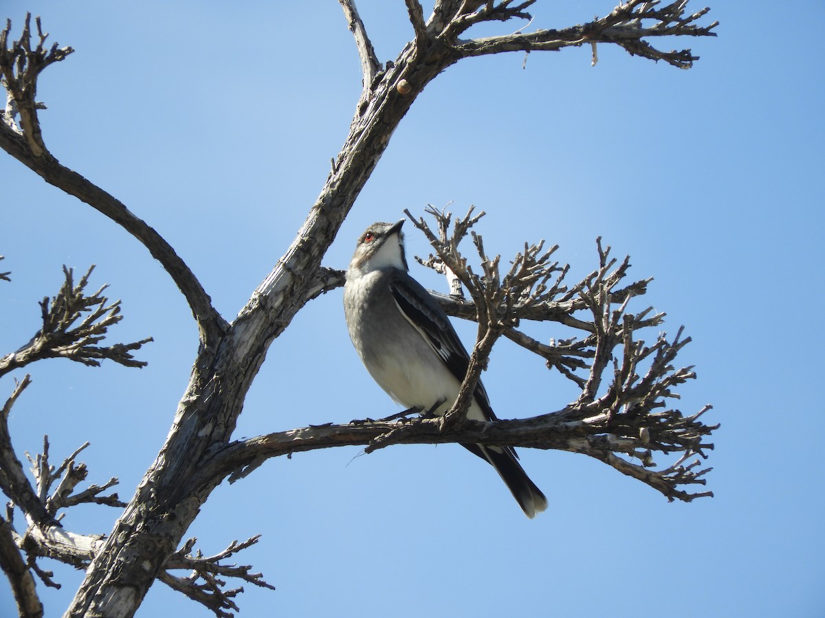 Gray Monjita - ML644820329