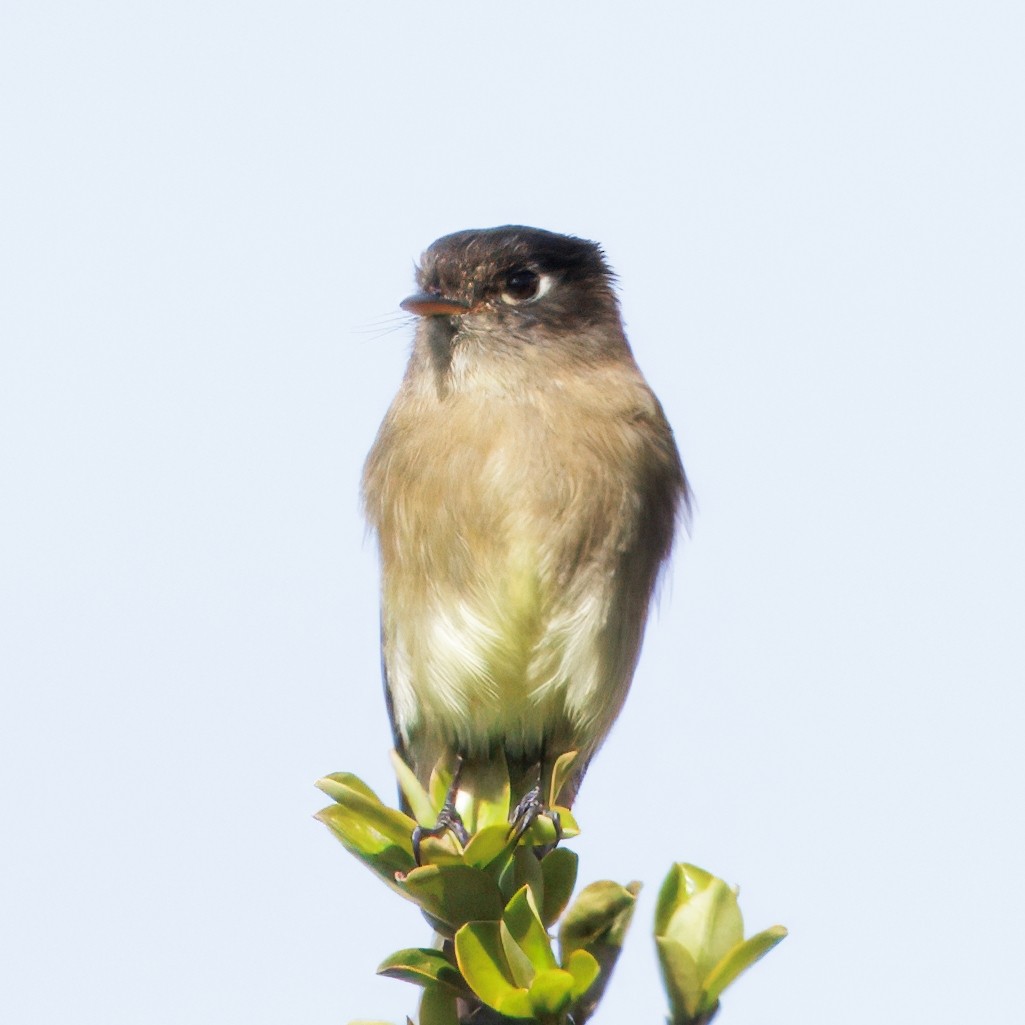 Black-capped Flycatcher - ML644820332
