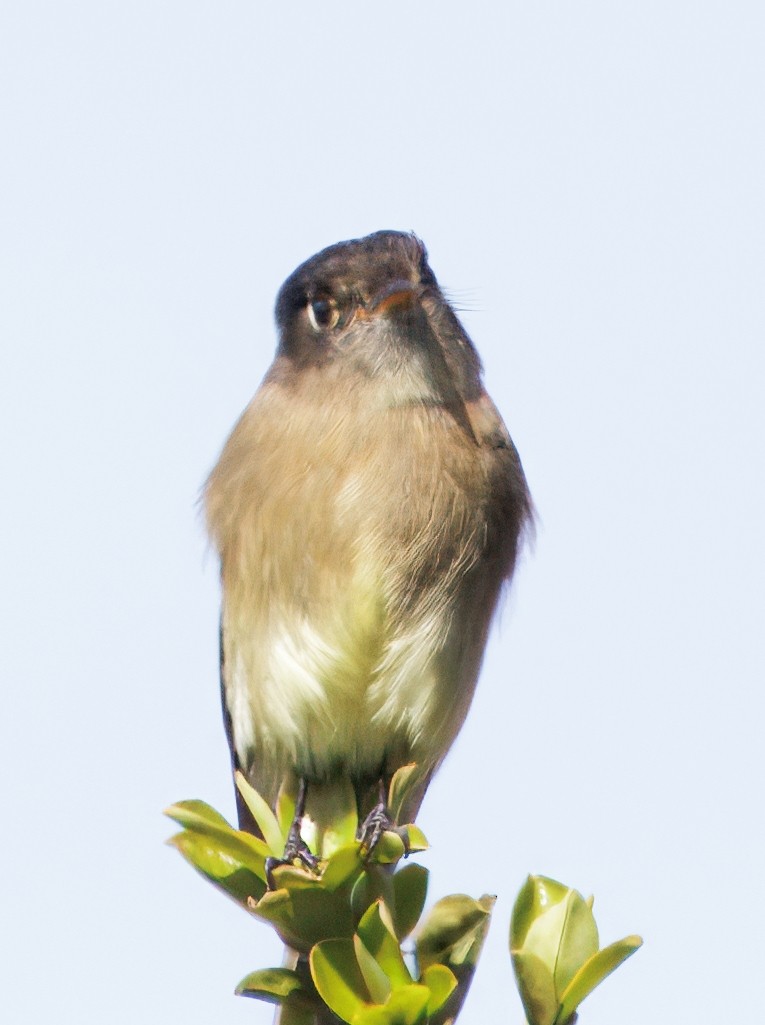 Black-capped Flycatcher - ML644820333