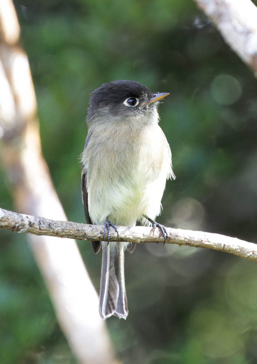 Black-capped Flycatcher - ML644820336