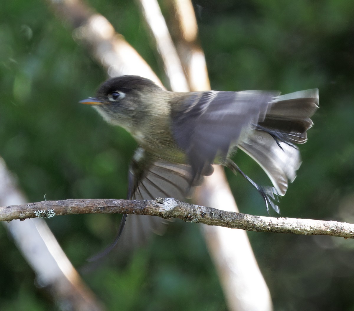 Black-capped Flycatcher - ML644820337