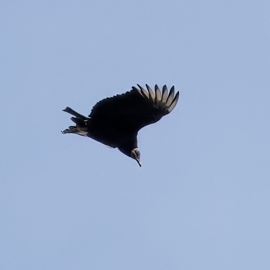 Чёрная катарта - ML644820345