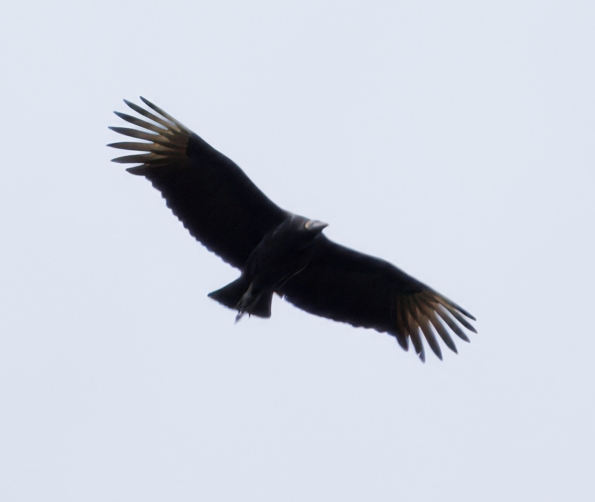 Чёрная катарта - ML644820347