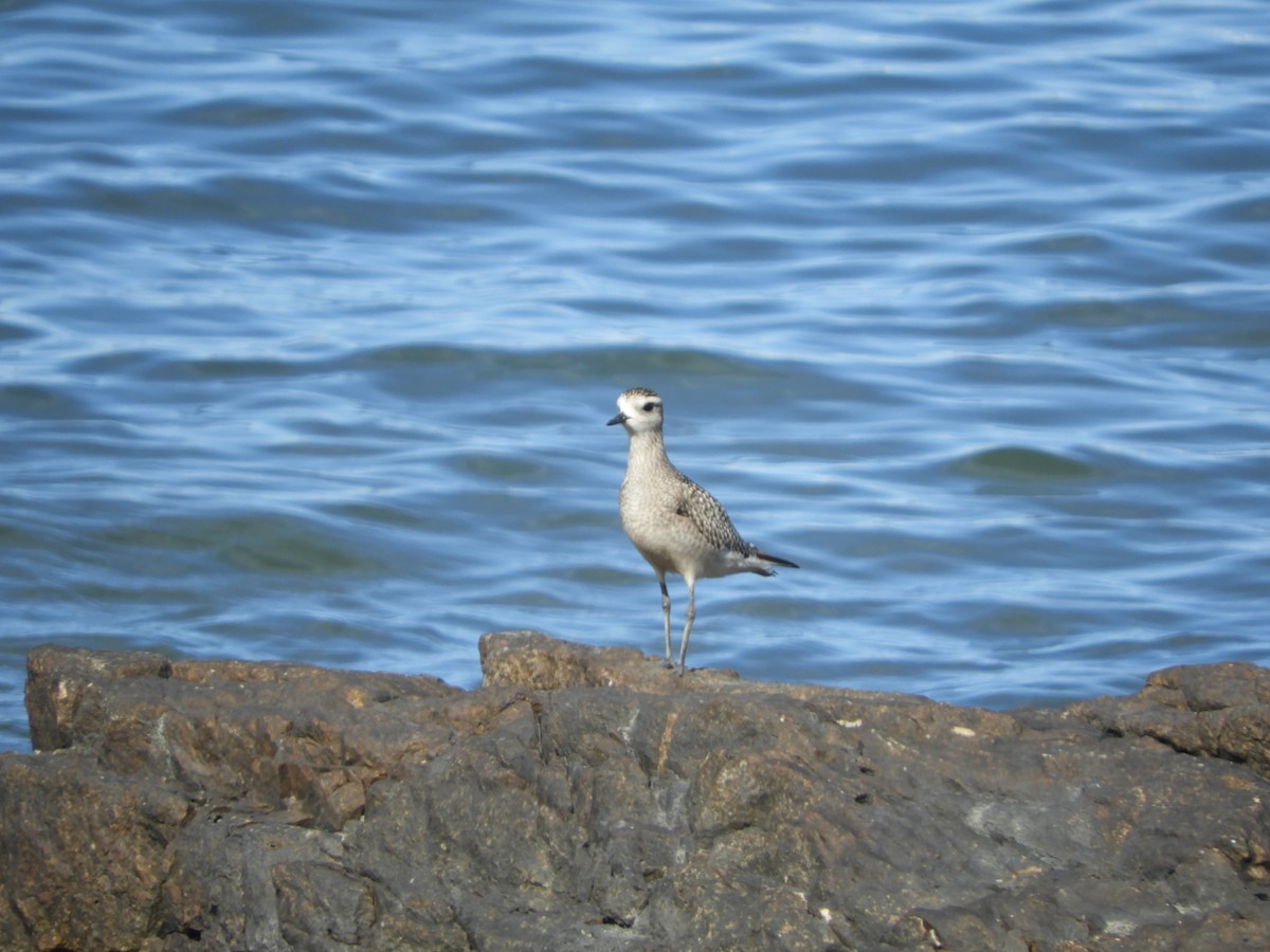 American Golden-Plover - ML644820350