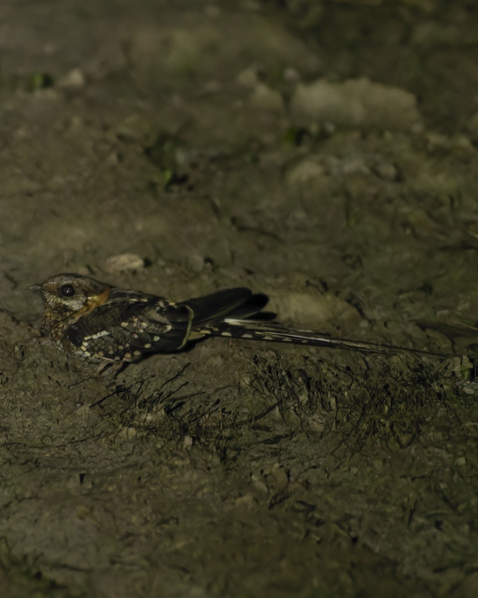 ハサミヨタカ - ML644820351