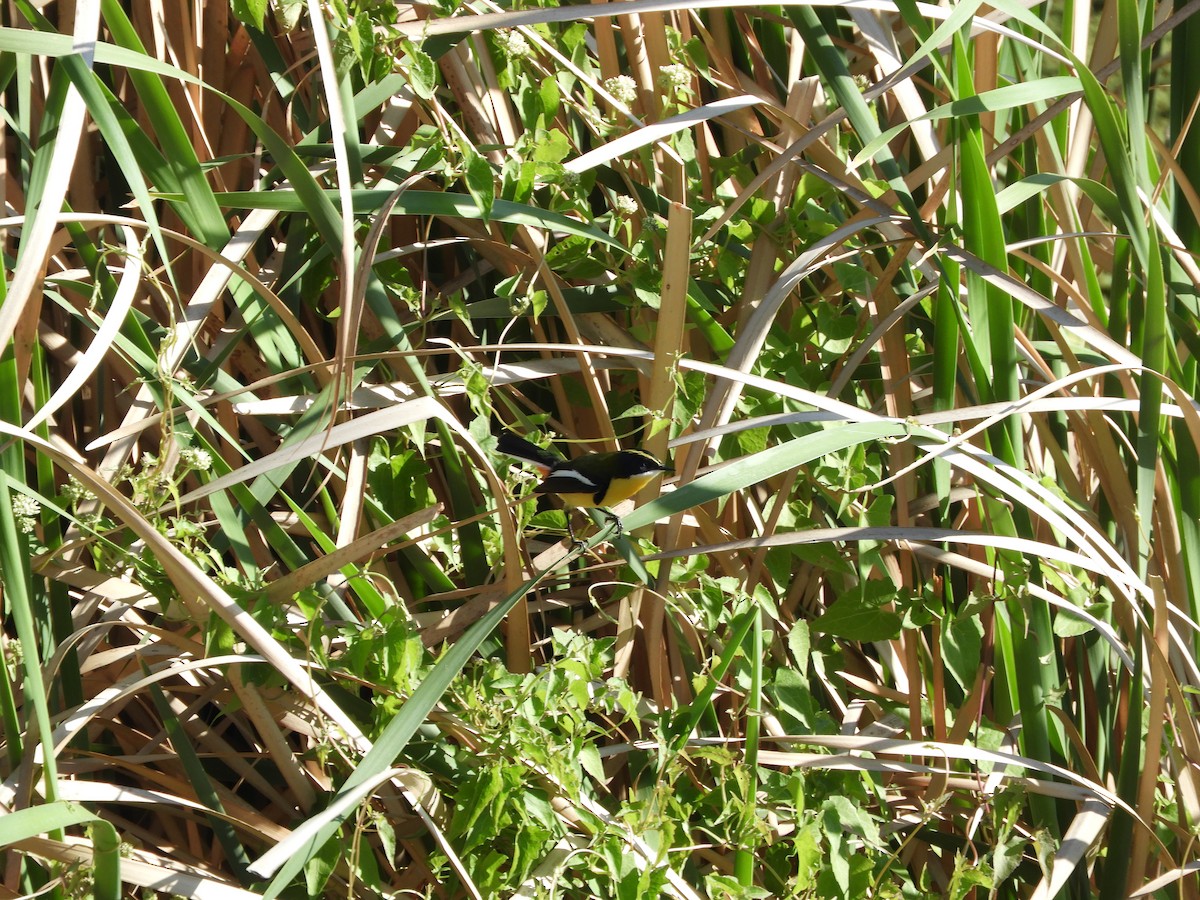 Many-colored Rush Tyrant - ML644820352