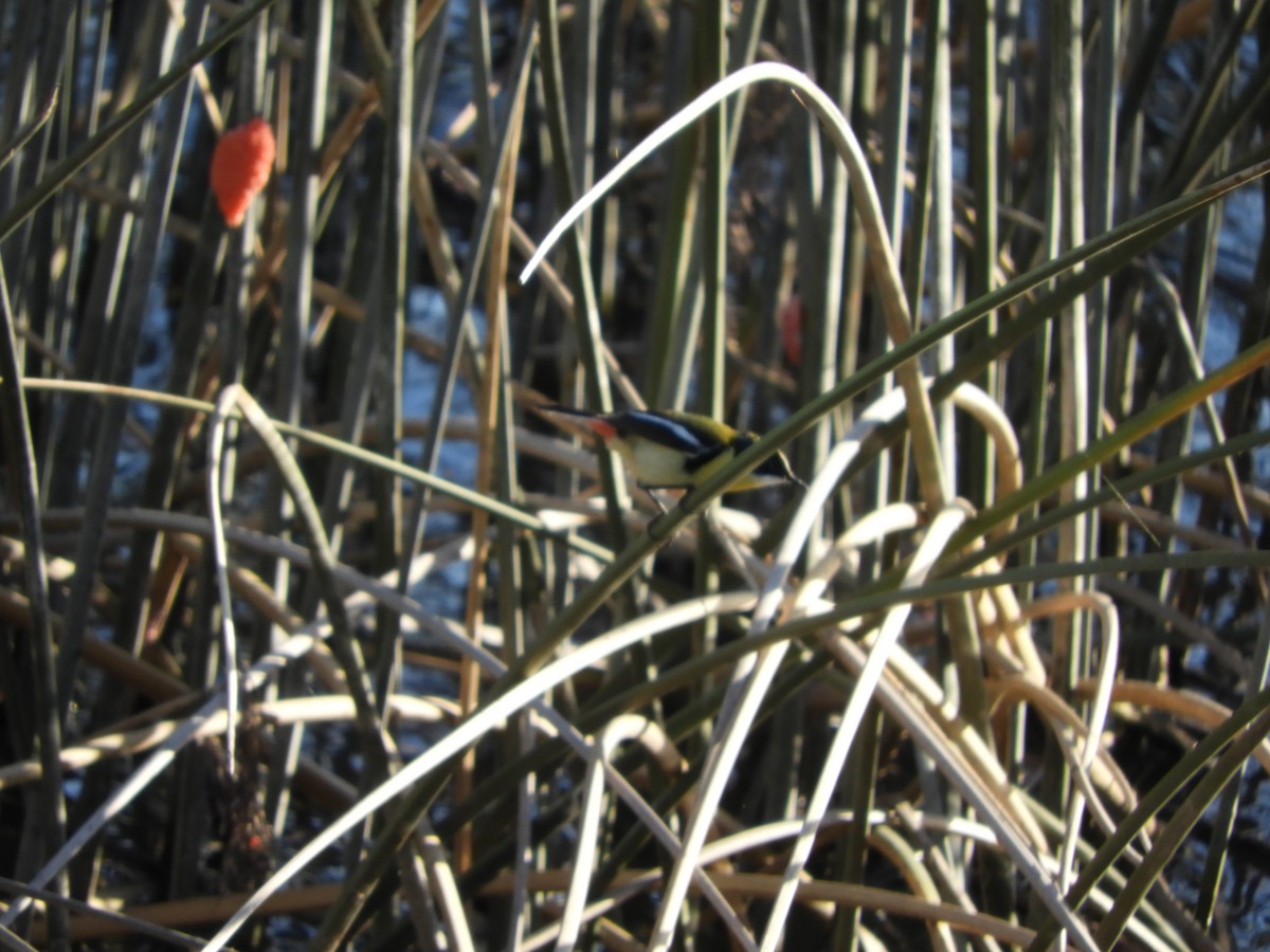 Many-colored Rush Tyrant - ML644820353