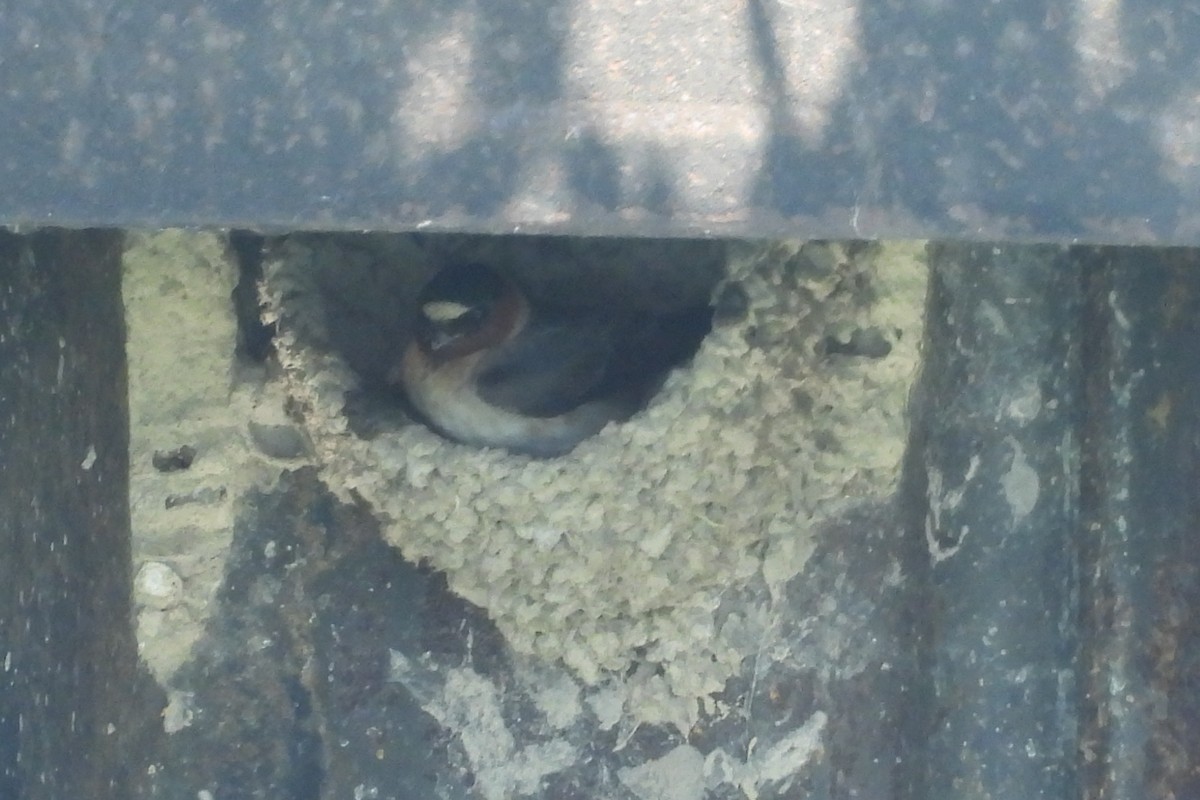 Cliff Swallow - ML644820354