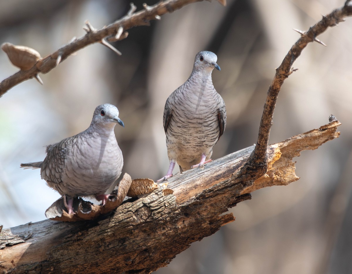 Inca Dove - ML644820363