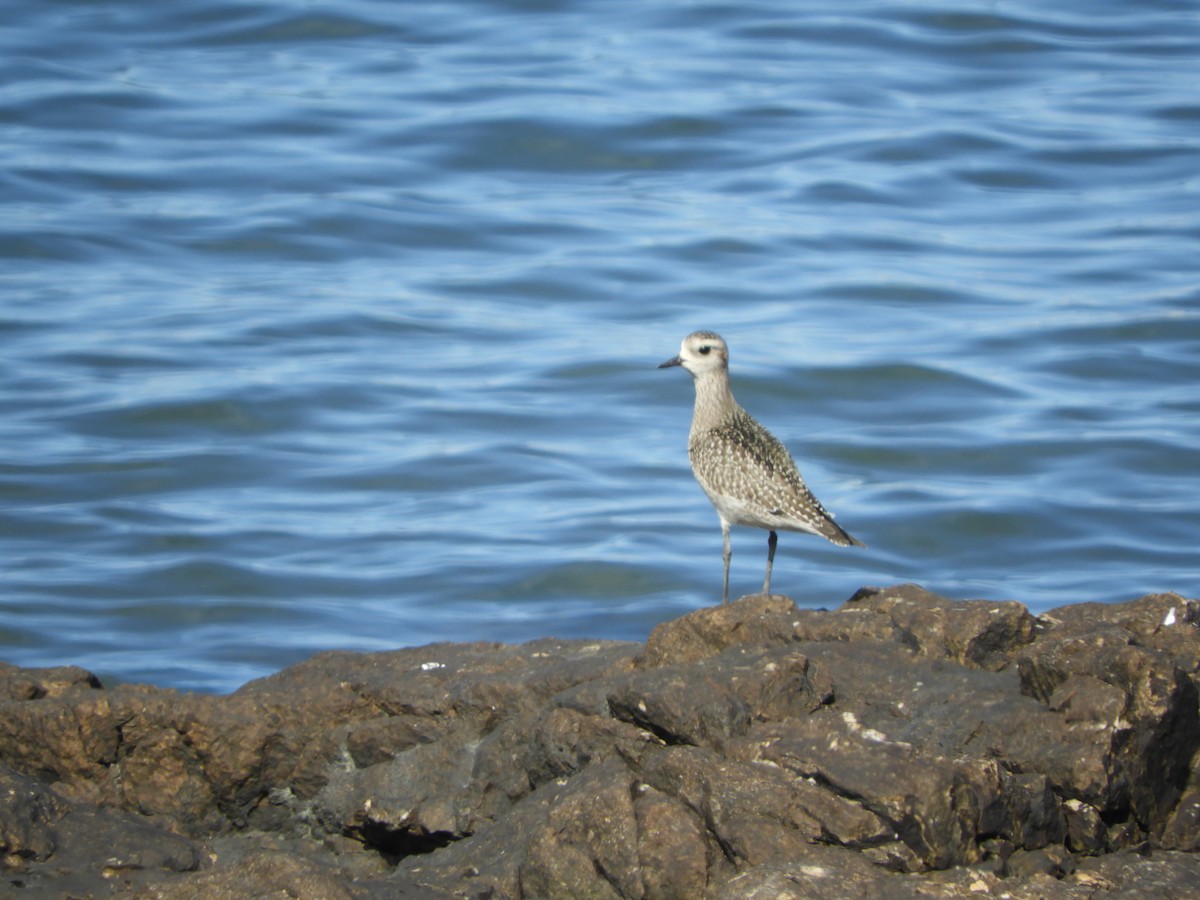 American Golden-Plover - ML644820365