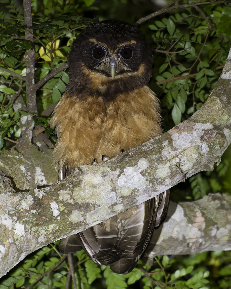 Tawny-browed Owl - ML644820368