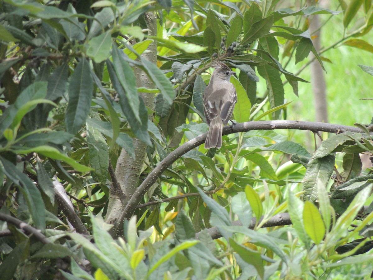 Желтобрюхая эления - ML644820369