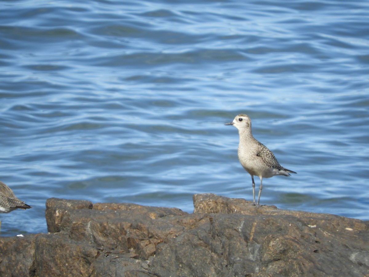 American Golden-Plover - ML644820371