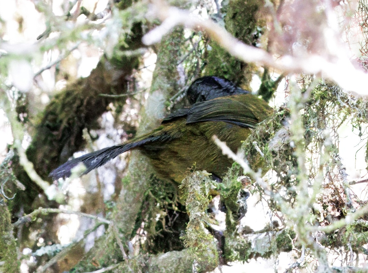 Large-footed Finch - ML644820372