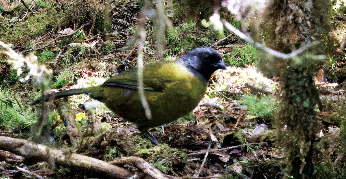 Large-footed Finch - ML644820373