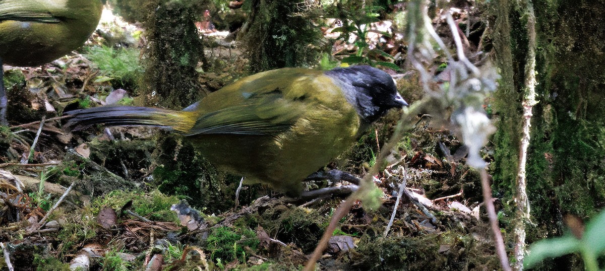 Large-footed Finch - ML644820374