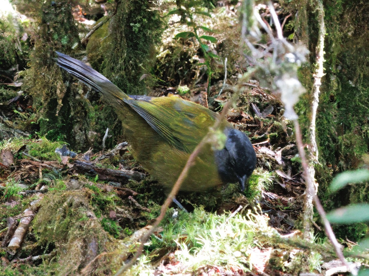 Large-footed Finch - ML644820375
