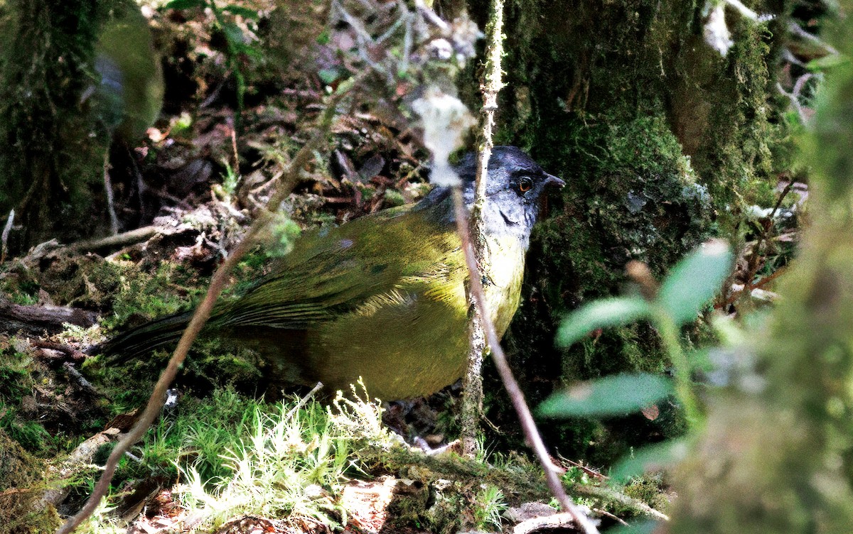Large-footed Finch - ML644820376