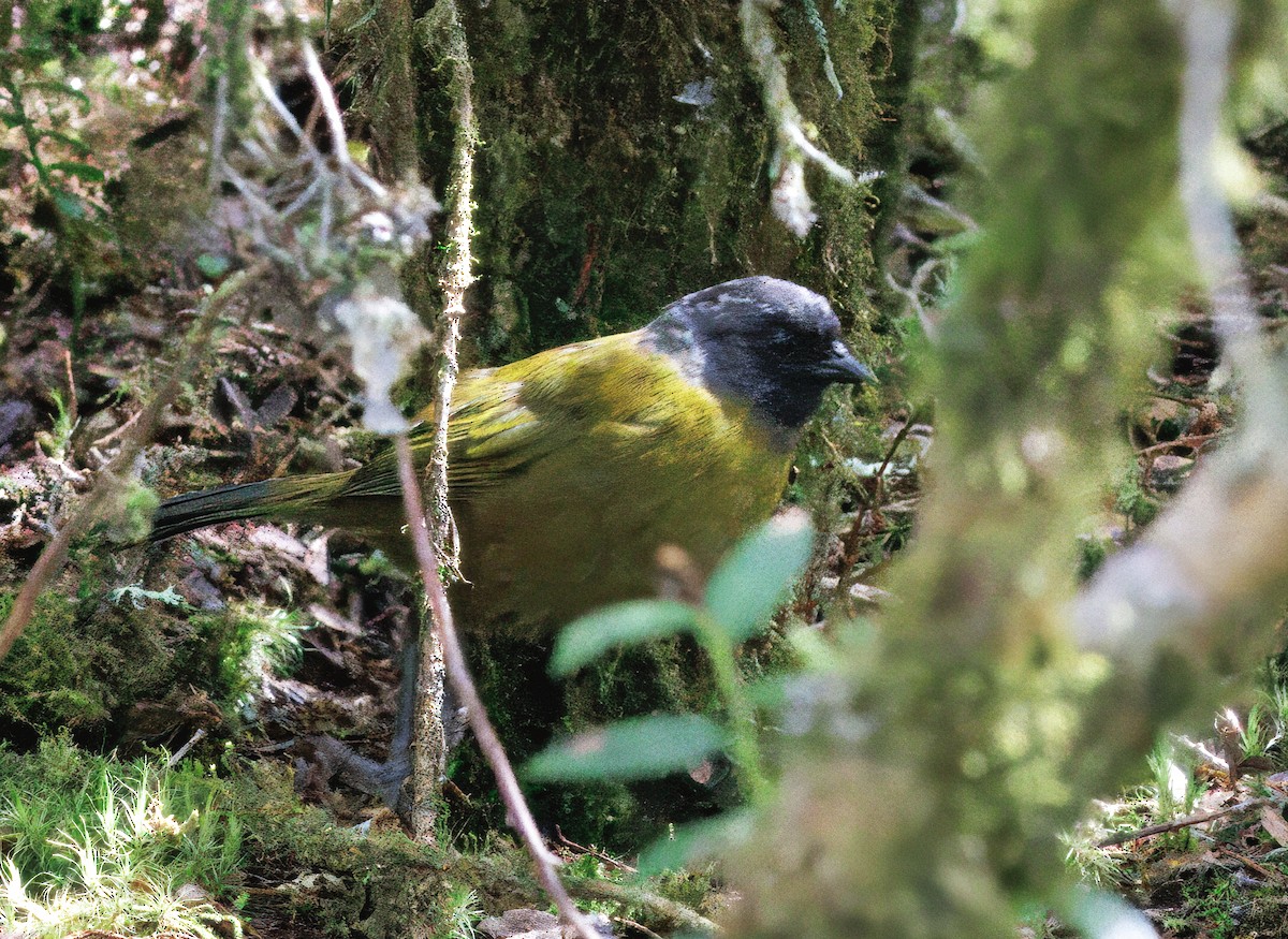 Large-footed Finch - ML644820378