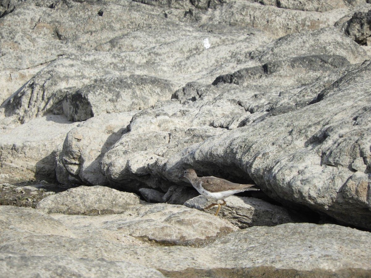 Spotted Sandpiper - ML644820384