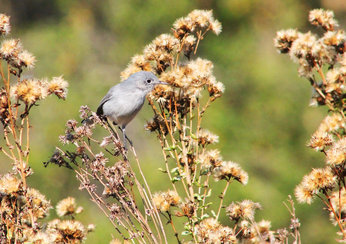 Blue-gray Gnatcatcher - ML644820387