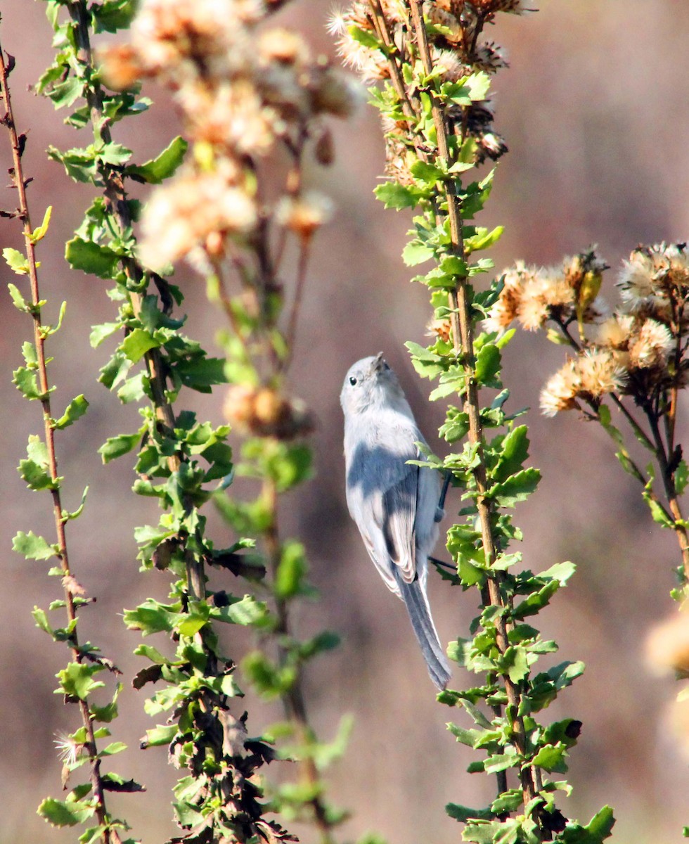 Blue-gray Gnatcatcher - ML644820390