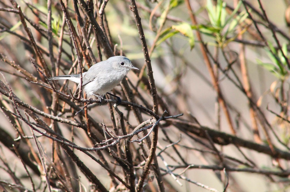 Blue-gray Gnatcatcher - ML644820403