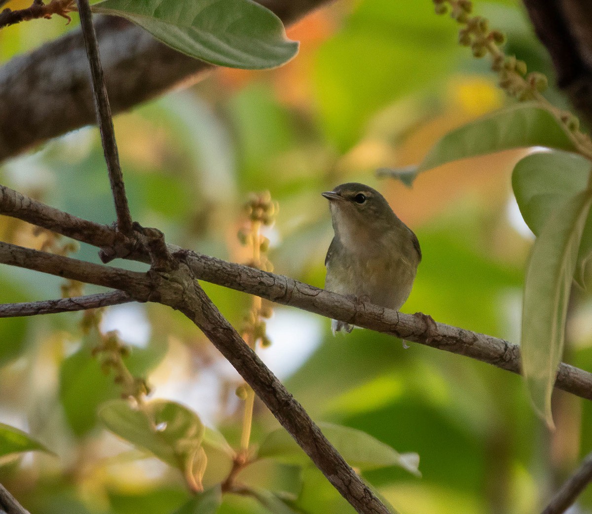 Lesser Greenlet - ML644820404