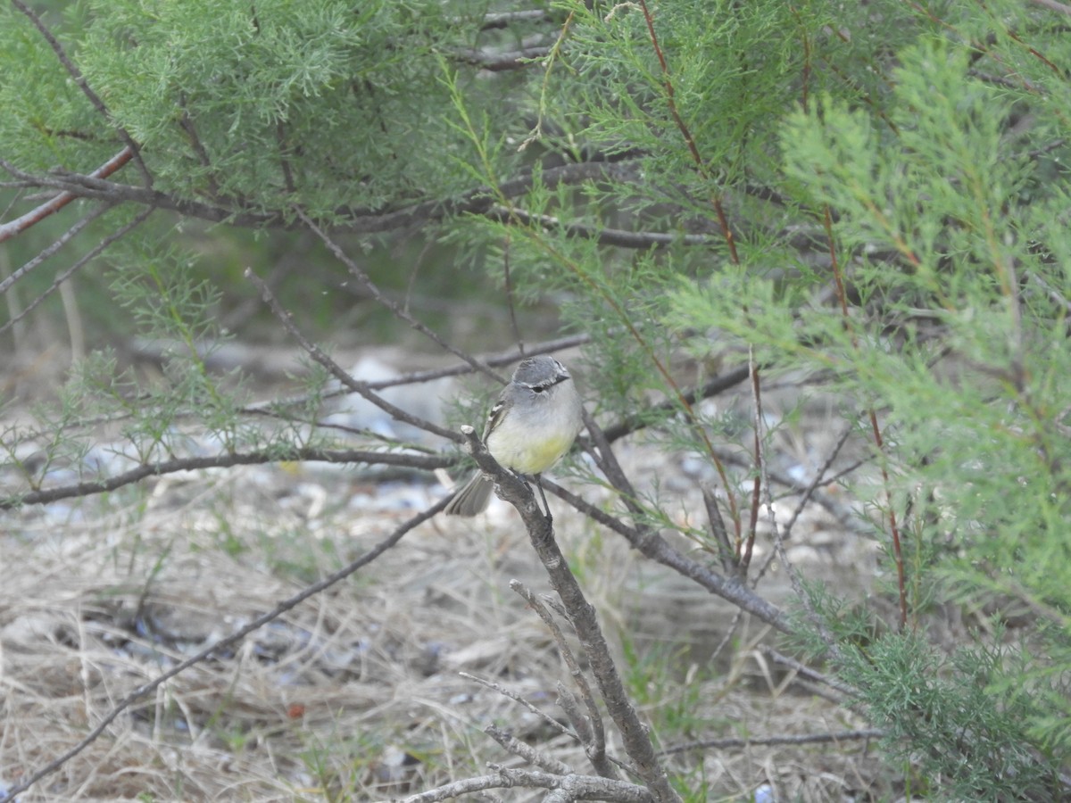 White-crested Tyrannulet - ML644820411