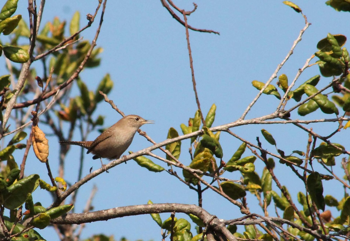 Northern House Wren - ML644820417