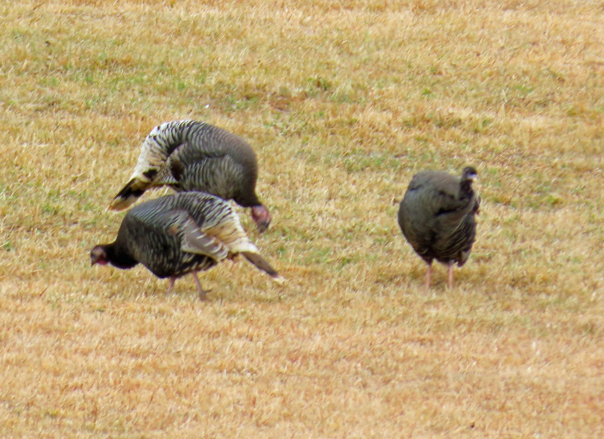 Wild Turkey - ML644820419
