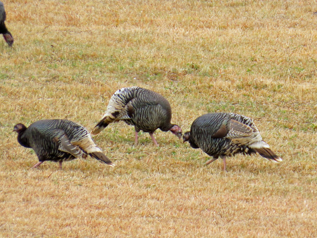 Wild Turkey - ML644820420