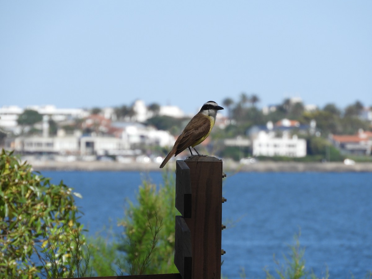 Great Kiskadee - ML644820423