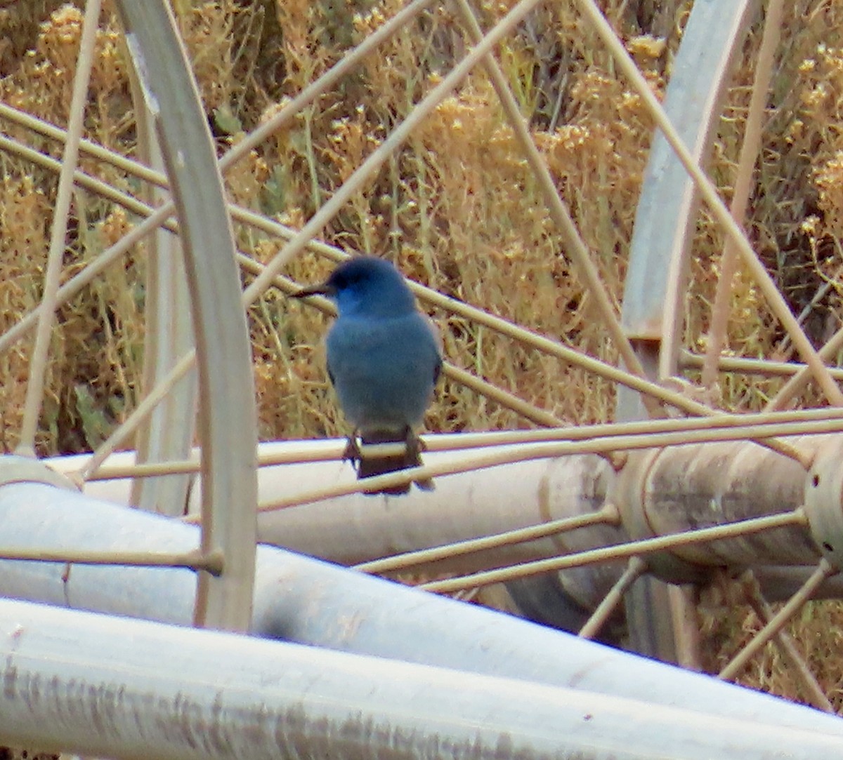 Chara Piñonera - ML644820429