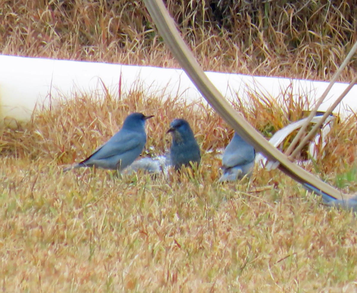 Chara Piñonera - ML644820430