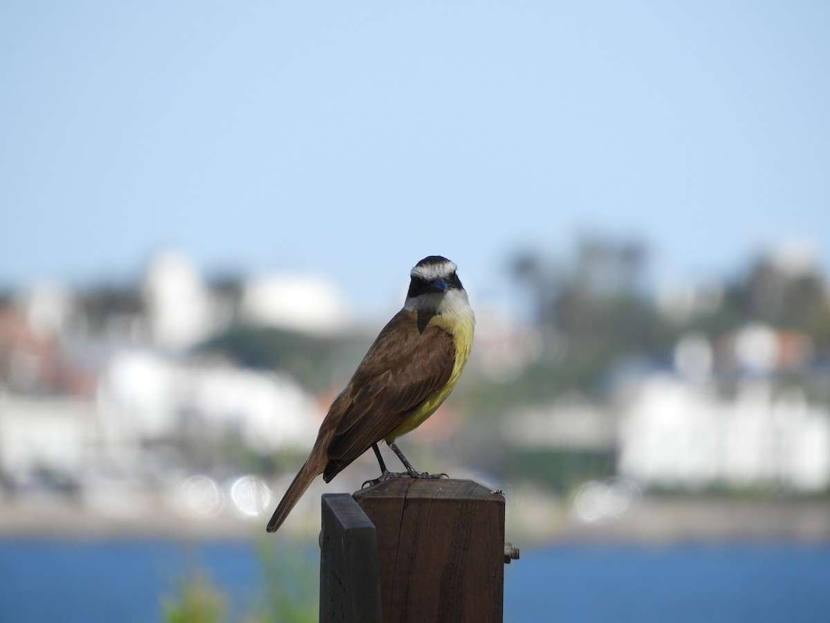 Great Kiskadee - ML644820432