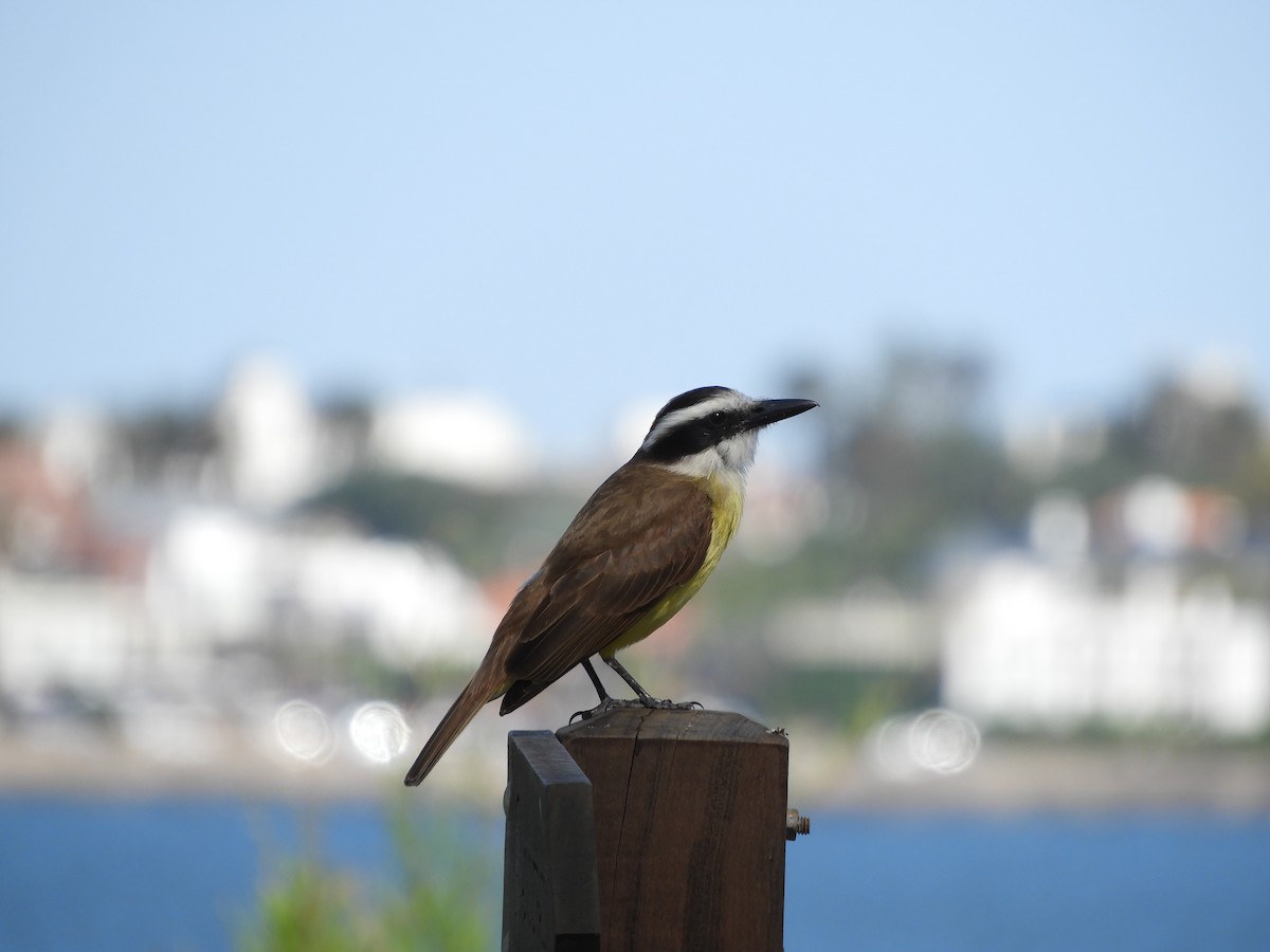 Great Kiskadee - ML644820446