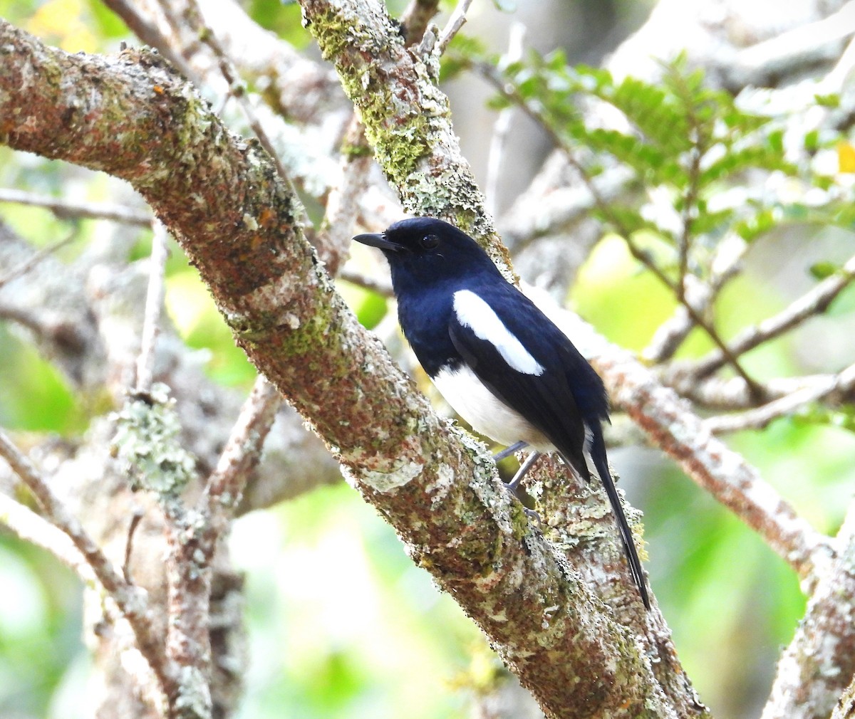 Мадагаскарский шама (inexspectatus) - ML644820449