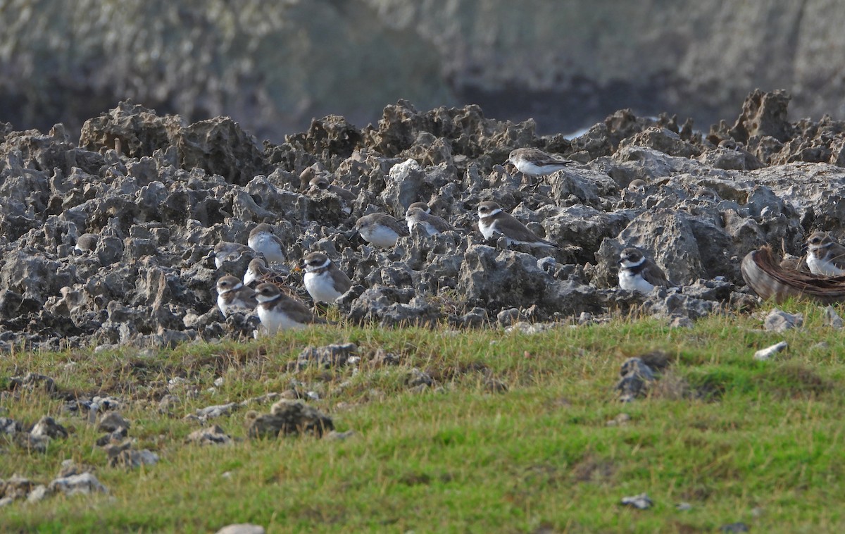 Semipalmated Sandpiper - ML644820452
