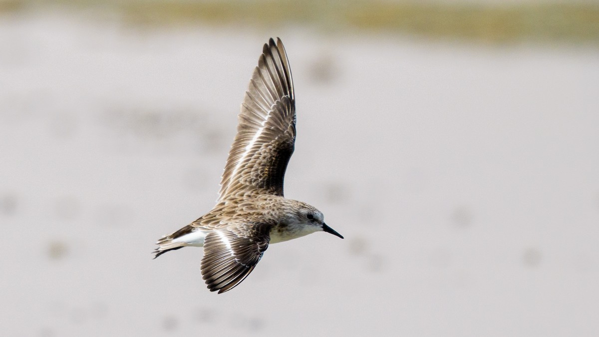 ヨーロッパトウネン - ML644820473