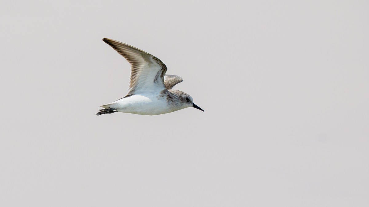 ヨーロッパトウネン - ML644820474