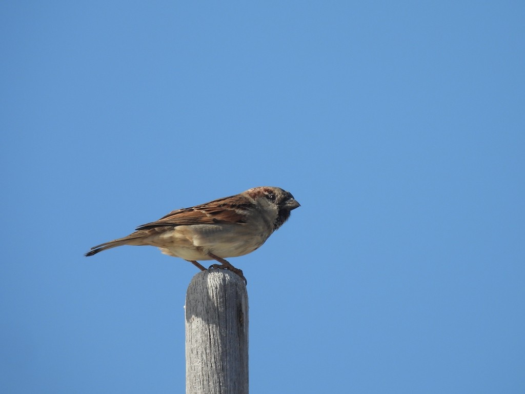 House Sparrow - ML644820480