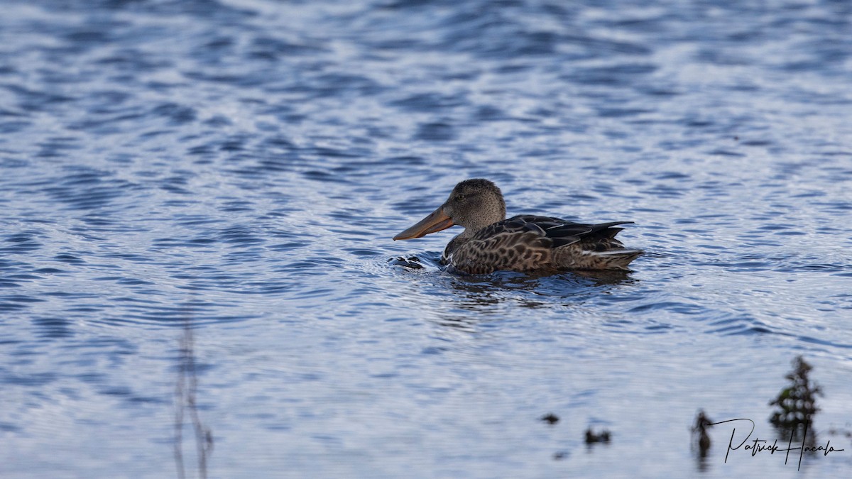 琵嘴鴨 - ML644820488