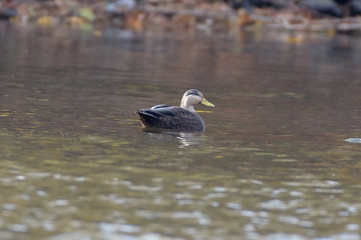 American Black Duck - ML644820496