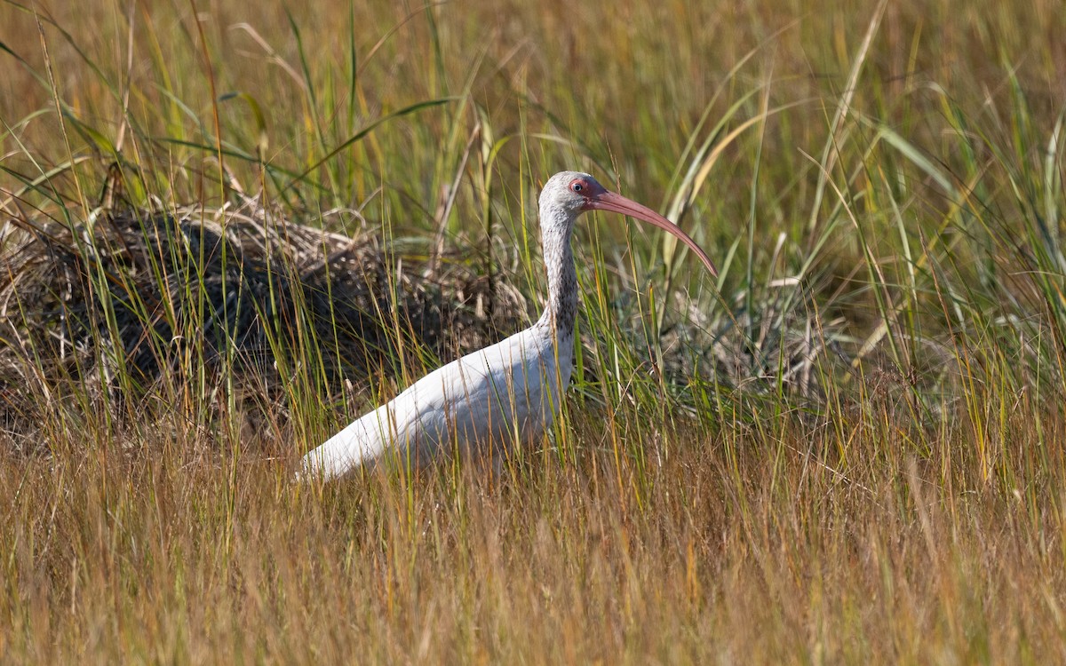 ibis bílý - ML644820497