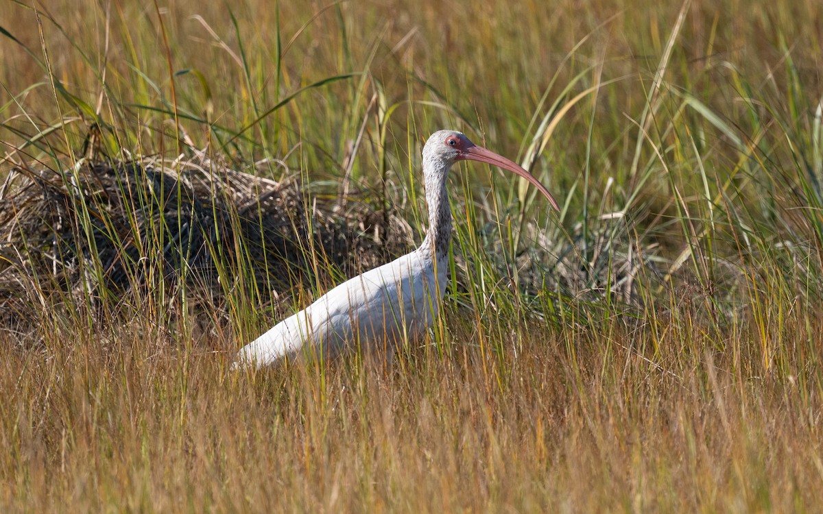 ibis bílý - ML644820498