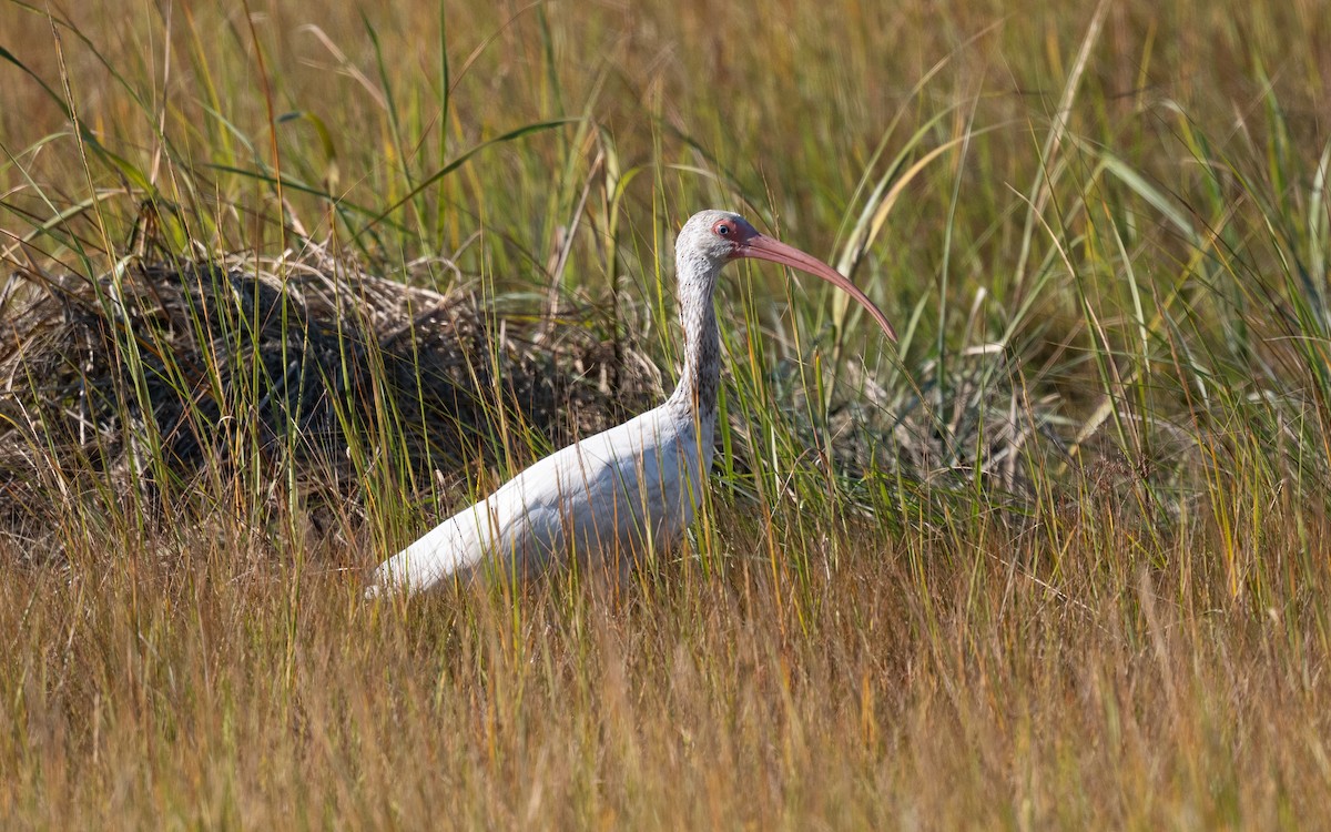 ibis bílý - ML644820499