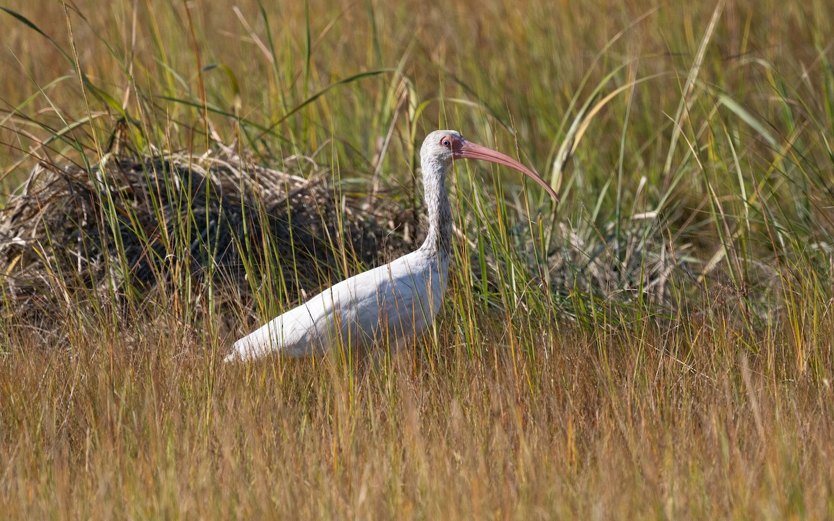 ibis bílý - ML644820500