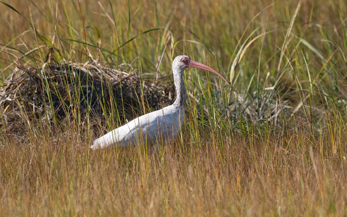 ibis bílý - ML644820501
