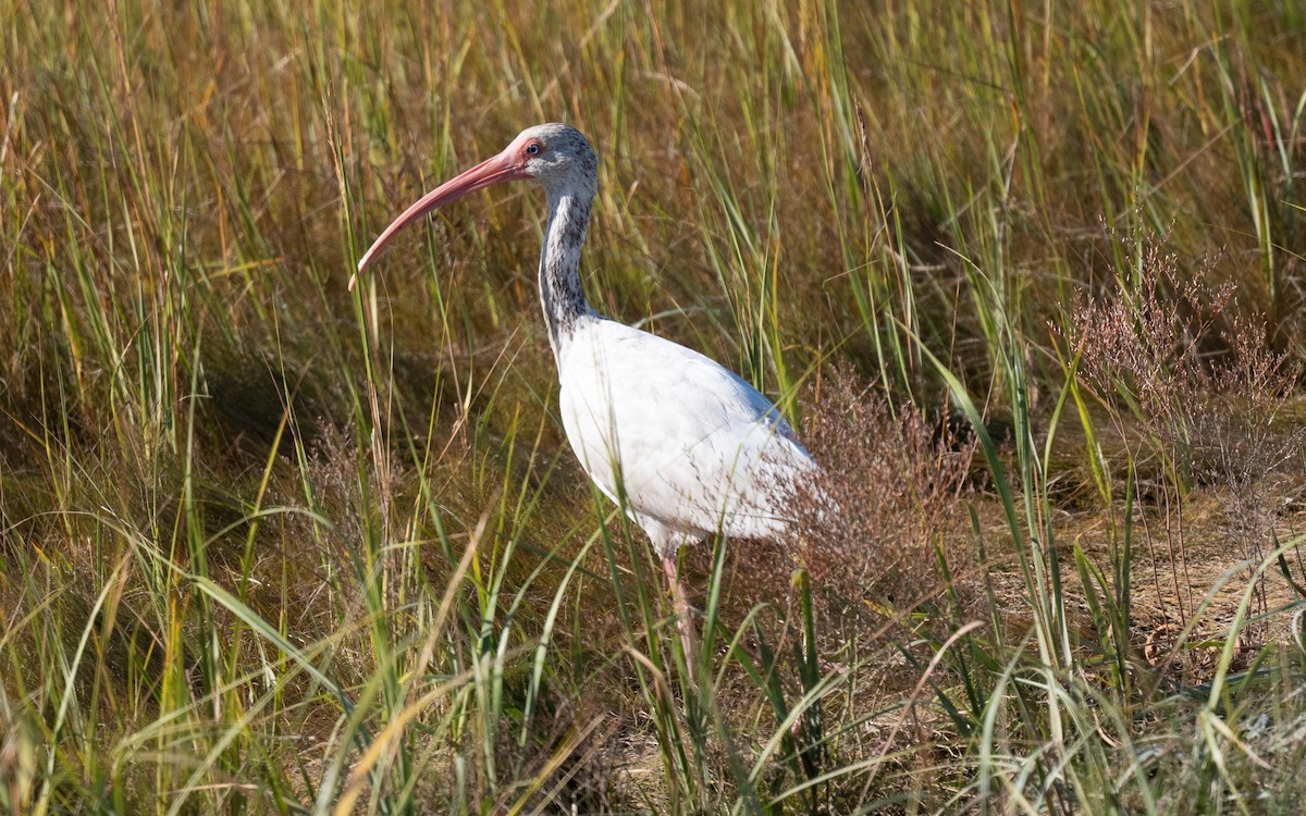 ibis bílý - ML644820503